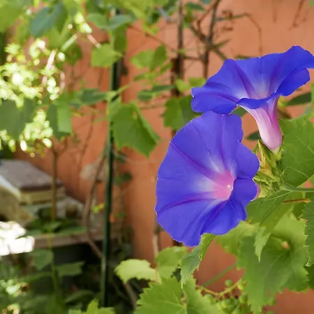 Vieux Port Panier Jardin Guest house *