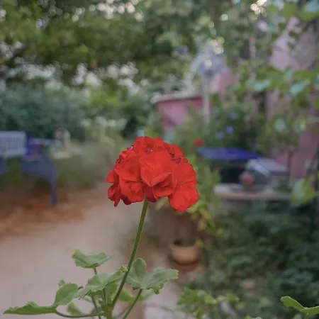 Gæstehus Bnb Vieux Port Panier Jardin *