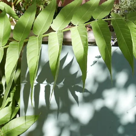 Gæstehus Bnb Vieux Port Panier Jardin Marseille